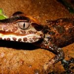 Tour Reserva de Tambopata 2-dias