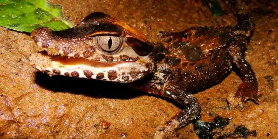 Tour Reserva de Tambopata 2-dias