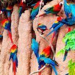 Tambopata Lago Sandoval