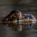 Tambopata Lago Sandoval.