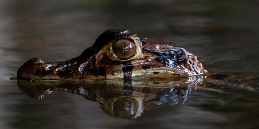 Tambopata Lago Sandoval.