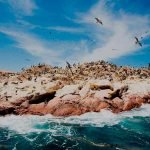 Tour Islas Ballestas y Huacachina
