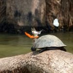 Tour Tambopata 2 dias
