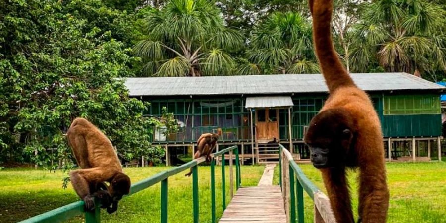 Excursión-a-la-Isla-de-los-Monos