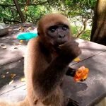 Excursión-a-la-Isla-de-los-Monos-Iquitos-Full-Day