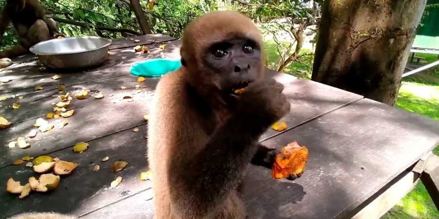Excursión-a-la-Isla-de-los-Monos-Iquitos-Full-Day