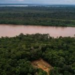 Reserva Natural de Tamshiyacu Aves
