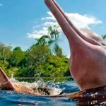 Full Day Reserva Pacaya Samiria .