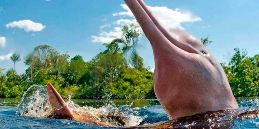 Full Day Reserva Pacaya Samiria .