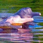 Reserva Nacional de Pacaya Samiria Delfin