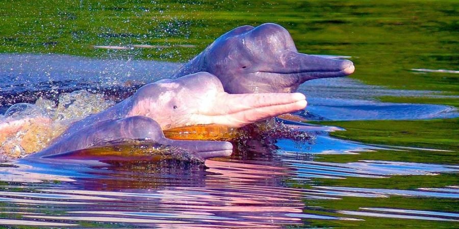 Reserva Nacional de Pacaya Samiria Delfin