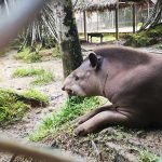 Tour Pesca de Pirañas + Zoologico Amazonico - Full Day, Zoologico