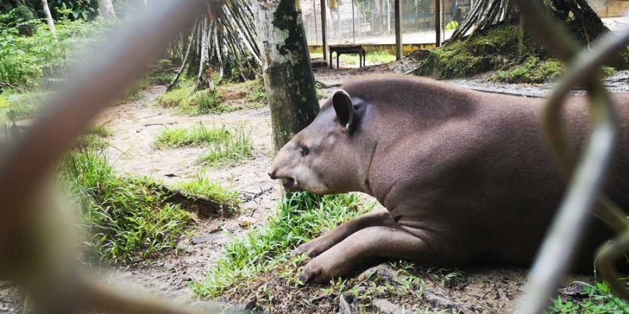 Tour Pesca de Pirañas + Zoologico Amazonico - Full Day, Zoologico